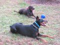 2010-11_03 Hemi Playdate with Andora-Lewis